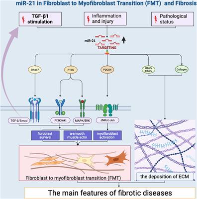 Emerging roles of non-coding RNAs in fibroblast to myofibroblast transition and fibrotic diseases